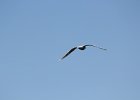 Glaucous-winged Gull (23)