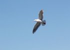 Glaucous-winged Gull (27)