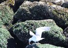 Glaucous-winged Gull (3)