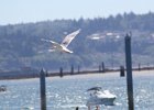 Glaucous-winged Gull (32)
