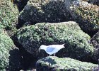 Glaucous-winged Gull (4)