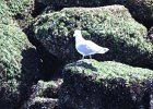 Glaucous-winged Gull (5)