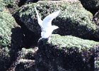 Glaucous-winged Gull (6)