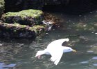 Glaucous-winged Gull (9)
