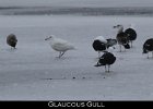 033 - 378 Glaucous Gull