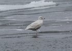 101Glaucous Gull
