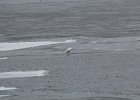 Glaucous Gull (14)