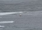 Glaucous Gull (22)
