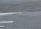 Glaucous Gull (24)