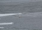 Glaucous Gull (25)