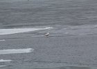 Glaucous Gull (26)