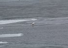 Glaucous Gull (27)