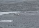 Glaucous Gull (28)