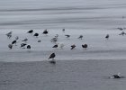 Glaucous Gull (31)