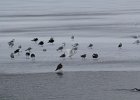 Glaucous Gull (32)