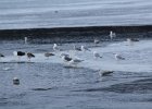 Glaucous Gull (48)