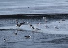 Glaucous Gull (49)