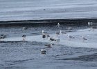 Glaucous Gull (51)