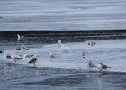 Glaucous Gull (52)