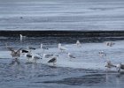 Glaucous Gull (53)
