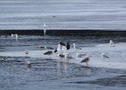 Glaucous Gull (55)