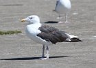 101Great Black-backed Gull