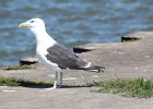 Great Black-backed Gull (1)