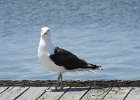Great Black-backed Gull (10)