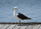 Great Black-backed Gull (11)