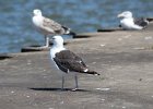 Great Black-backed Gull (2)