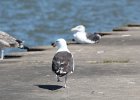 Great Black-backed Gull (3)