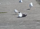 Great Black-backed Gull (4)