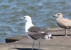 Great Black-backed Gull (5)