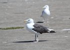 Great Black-backed Gull (6)