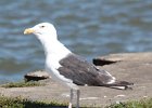 Great Black-backed Gull (7)