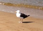 Great Black-backed Gull (8)
