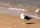 Great Black-backed Gull (9)