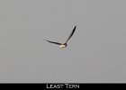 033 - 386 Least Tern