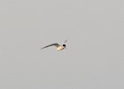 103Least Tern