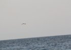 Least Tern (1)