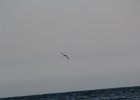 Least Tern (10)