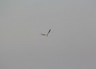 Least Tern (5)