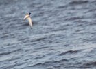 Least Tern (8)