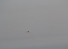 Least Tern (9)