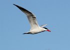 101Caspian Tern