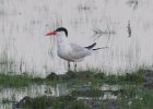 102Caspian Tern