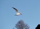 Caspian Tern (12)