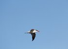 Caspian Tern (13)