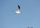 Caspian Tern (14)