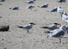 Caspian Tern (24)